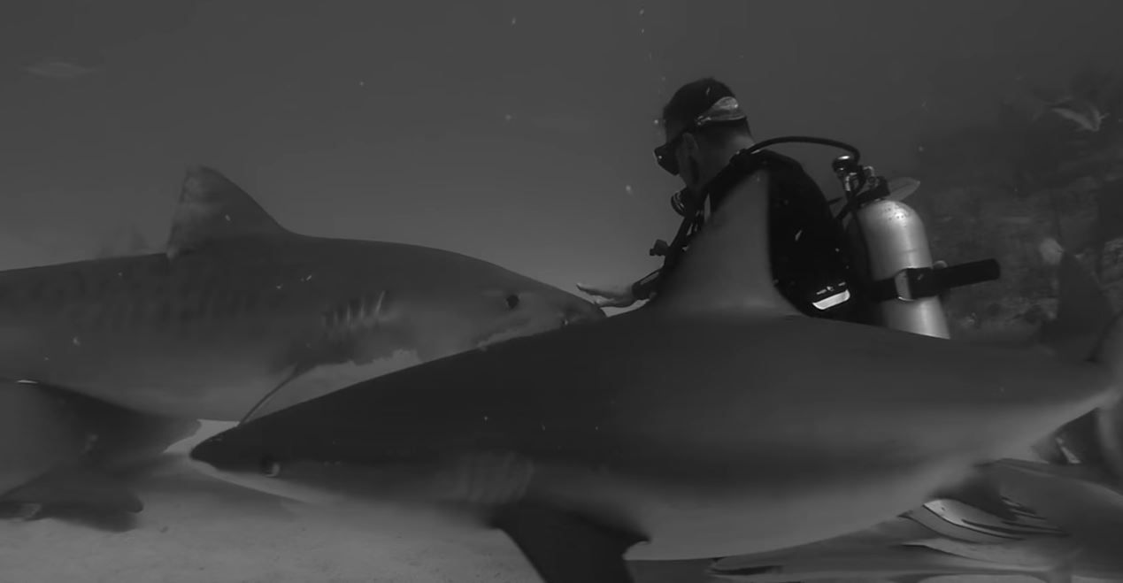 Document library space underwater tourism universal summit