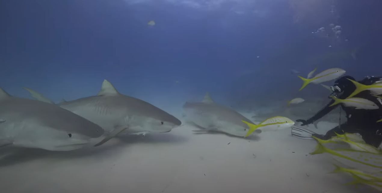 Document library space underwater tourism universal summit
